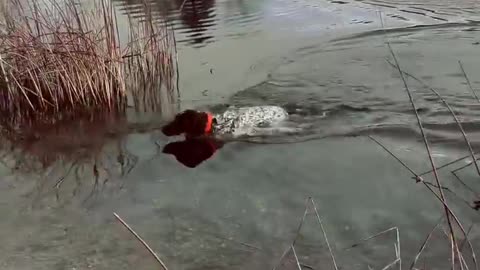 Wait! I just wanted a kiss! I didn't want to bite you and take you back to my human