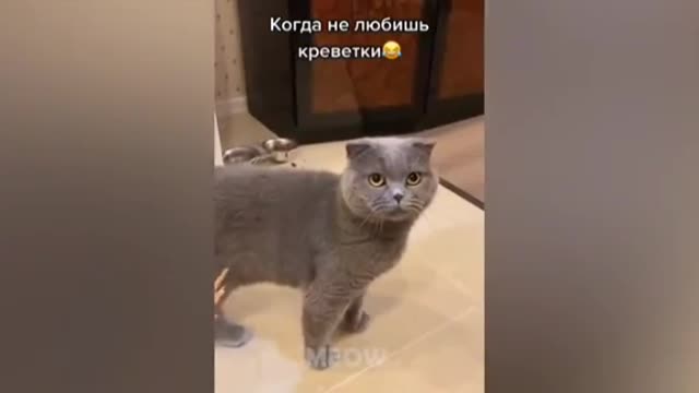 Funny cat doesn't wanna eat🤣🤣🤣