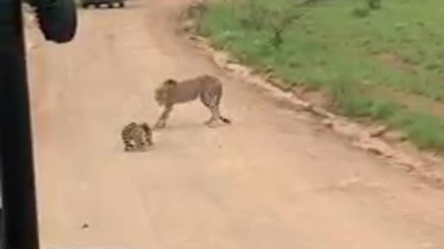 Cheeta attack leopard