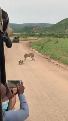 Cheeta attack leopard