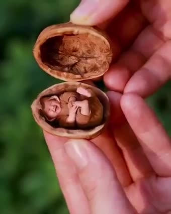 Cracked nut turns into baby