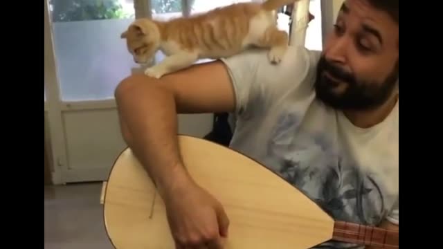 Cat plays musical instruments