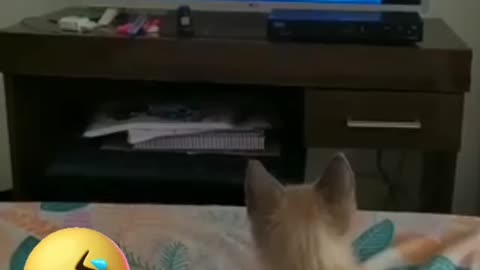 Kitten watching tom and Jerry