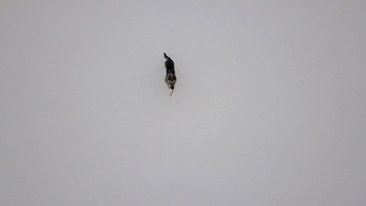 Dog barking and extremly fast running throw the flying drone, winter