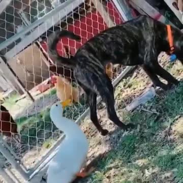 Funny goose bite a dog
