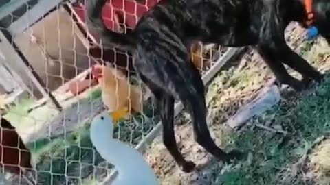 Funny goose bite a dog