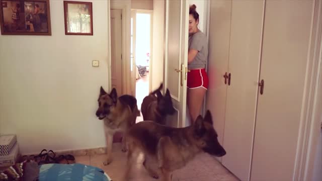 German shepherd Play Hide And Seek