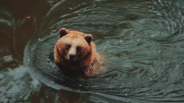 When a cute bear taking bath in the river