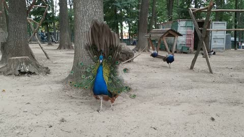 Beautiful peacock