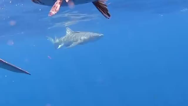 sharks eat fish