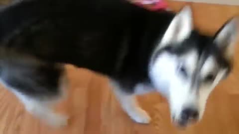 Husky_Kills_Owner