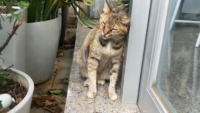 Cute and beautiful cat video