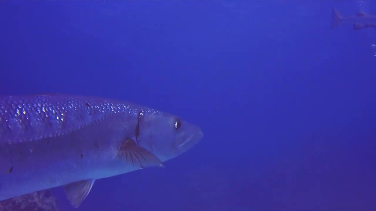 Big barracuda is so chill that scuba diver tries to pet it