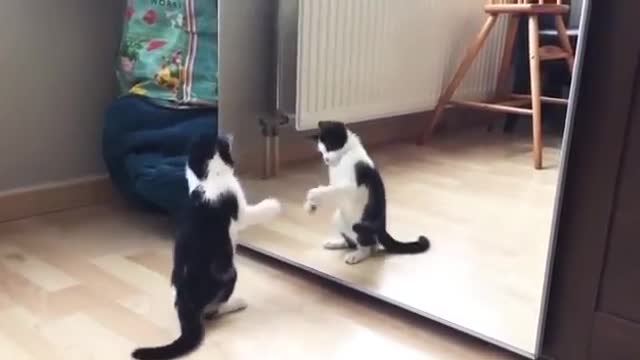 Funny cat video with mirror