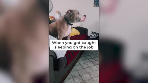 Guard Dogs Failed