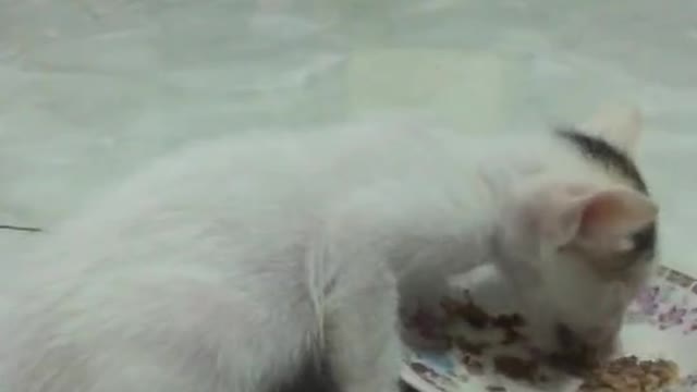 Little cat is eating