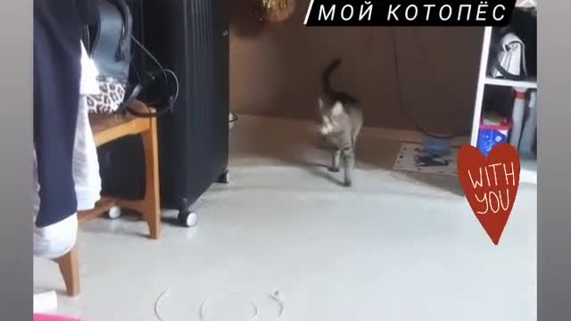 funny cat think she's dog