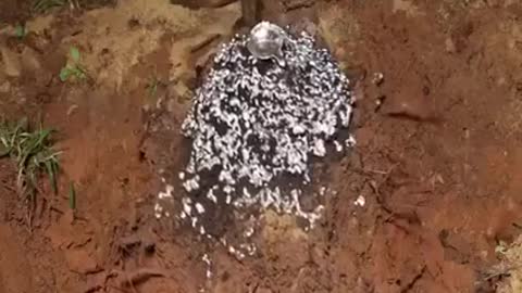 Fire Ant Hill, unbelievable. see results