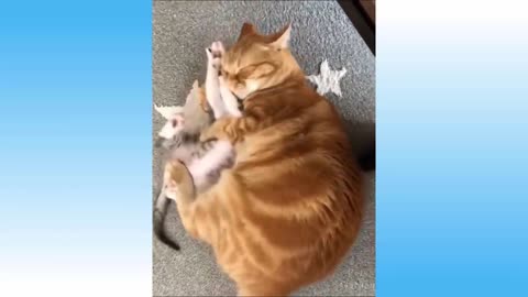 Funniest Cats and Dogs