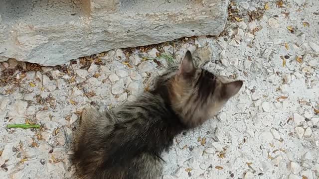 Two kittens playing near a hollow brick