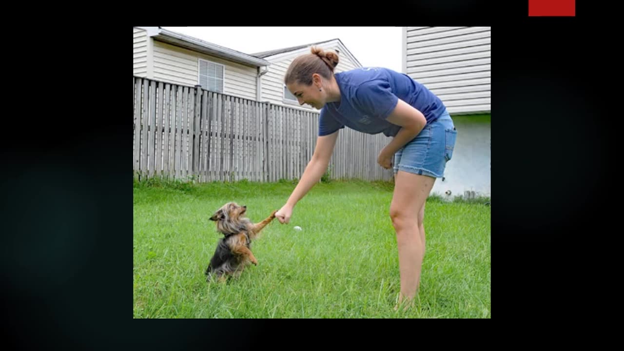 Dog Boarding in Mineral