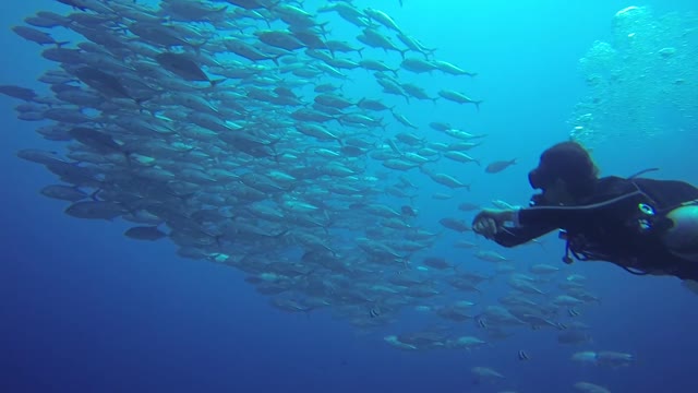 Scuba diver swims among one of the world's most bizarre fish