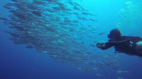 Scuba diver swims among one of the world's most bizarre fish