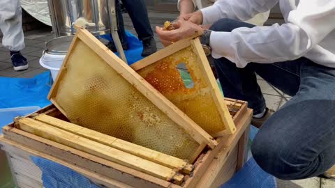 Honey from the sky of Tokyo