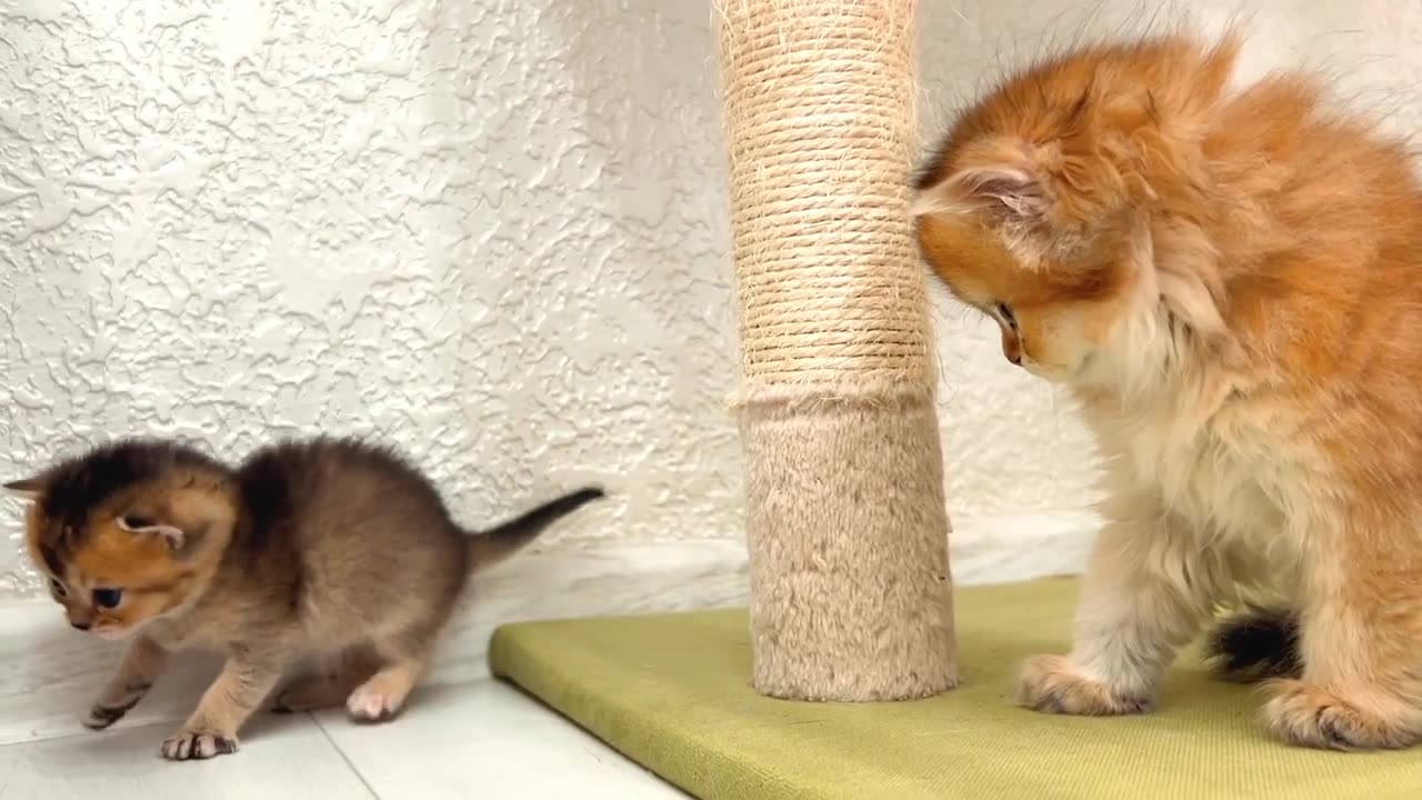 The most dangerous kitten in the world is afraid of everyone