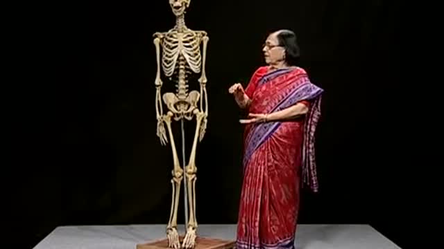 Human Skeletal System: Biology