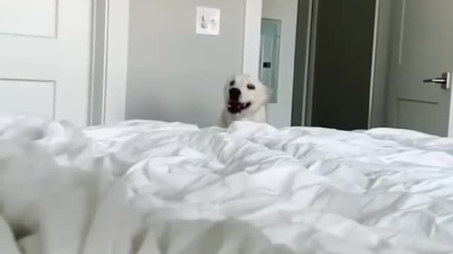 TIK TOK Doggos That Will Make You Laugh ~ Cutest TikTok Puppies