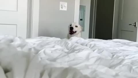 TIK TOK Doggos That Will Make You Laugh ~ Cutest TikTok Puppies