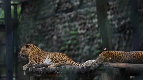 Two Leopards Lying on a Wooden Structure at a Zoo