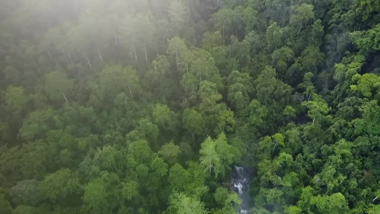 camping group hunting forest durian, fishing for eels 🔥🔥 - Explore Rumbia