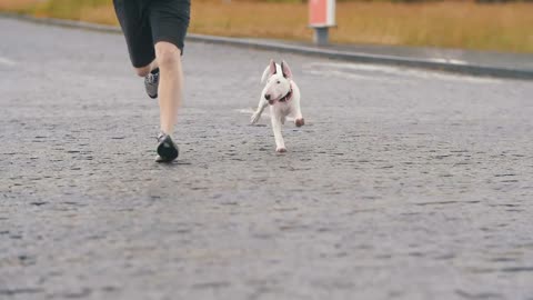 Dog running with owner