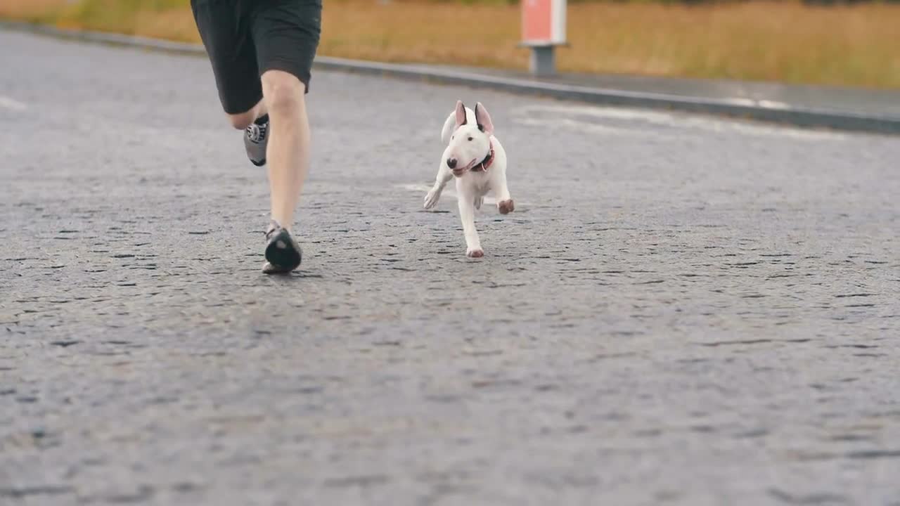 Dog running with owner