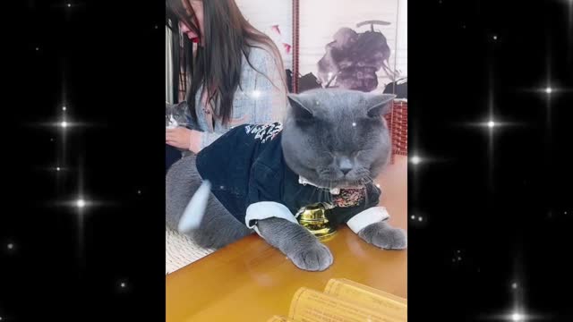 So cats sleep in class?