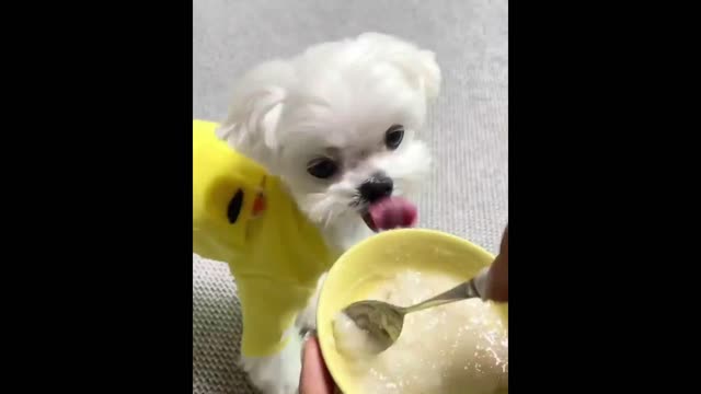 Puppies Having Breakfast