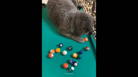 Top Funny Cat Videos of The Weekly - TRY NOT TO LAUGH # 04