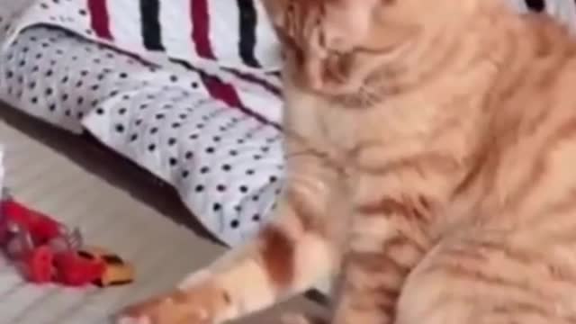 Funny cats playing and their daily life routine