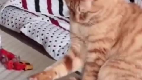 Funny cats playing and their daily life routine