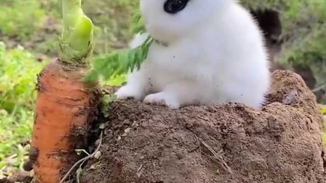 Cute bunny eats carrots like this way!, you like it?