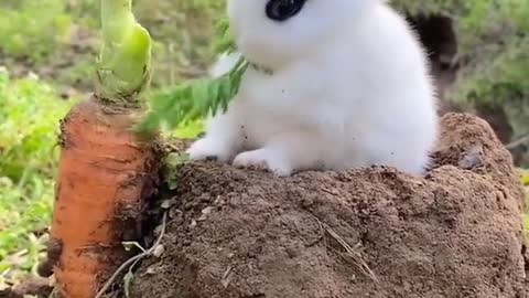 Cute bunny eats carrots like this way!, you like it?