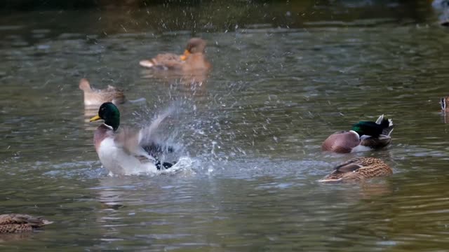 Fun Ducks