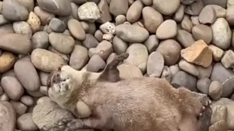 Beaver Doing Exercise