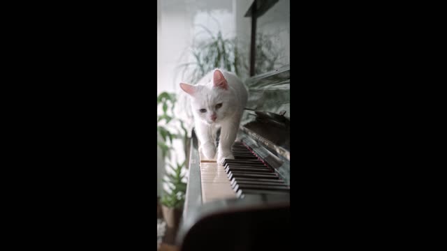 Cute cat playing the piano