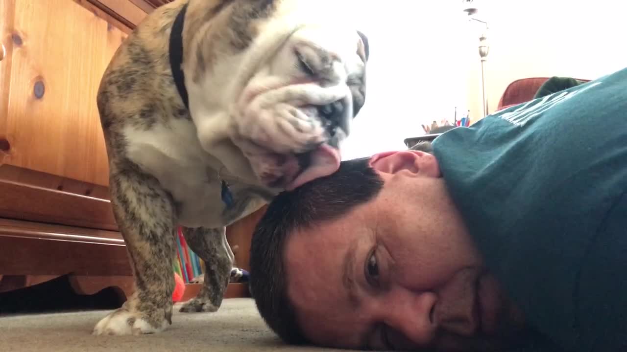 Bulldog won't stop licking man's head