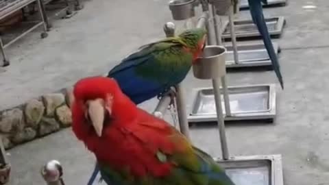 lots of birds