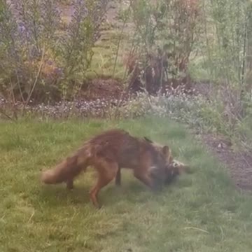 fox has caught a large rabbit.