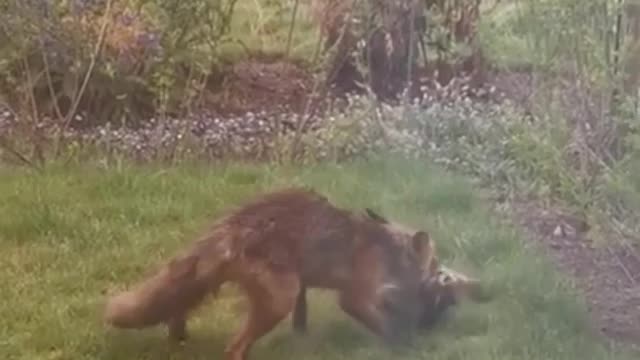 fox has caught a large rabbit.